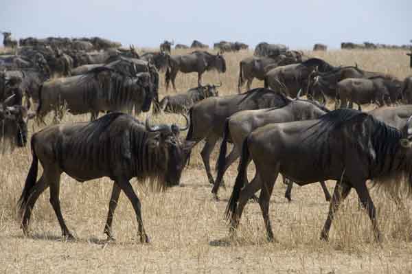 12 - Kenia - Nus - reserva nacional de Masai Mara